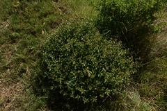 Heteropyxis natalensis