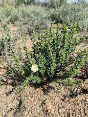 Monsonia salmoniflora