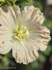 Monsonia salmoniflora