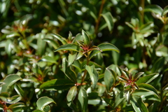 Heteropyxis natalensis