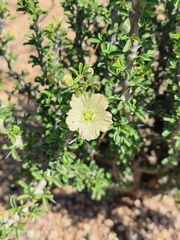 Monsonia salmoniflora