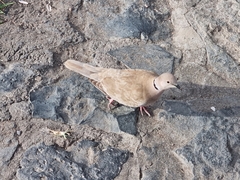 Streptopelia roseogrisea