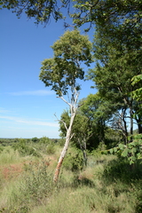 Heteropyxis natalensis