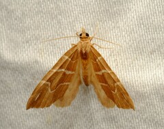 Chaetolopha leucophragma