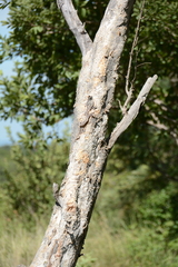 Heteropyxis natalensis