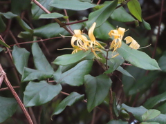 Lonicera hypoglauca