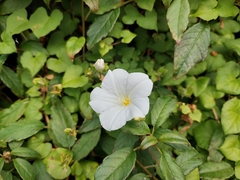 Calystegia tuguriorum