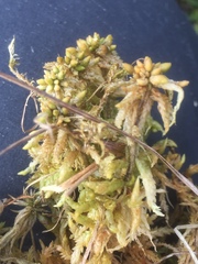 Sphagnum denticulatum
