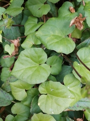 Calystegia tuguriorum