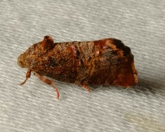 Peritropha