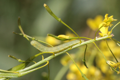 Anthocharis damone eunomia