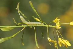 Anthocharis damone eunomia