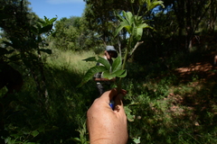 Vitex rehmannii