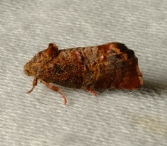 Peritropha