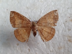 Astygisa orbapicalis