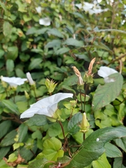 Calystegia tuguriorum