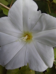 Calystegia tuguriorum