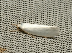 Xylorycta leucophanes