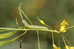 Anthocharis damone eunomia