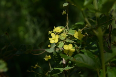 Sphedamnocarpus pruriens