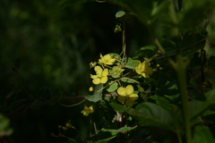 Sphedamnocarpus pruriens