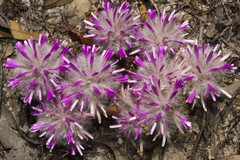 Ptilotus manglesii