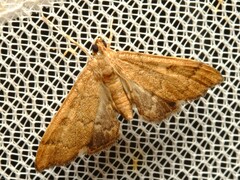 Nacoleia glageropa