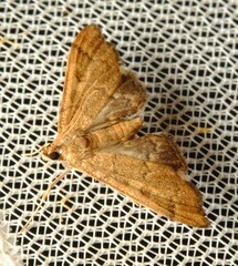 Nacoleia glageropa