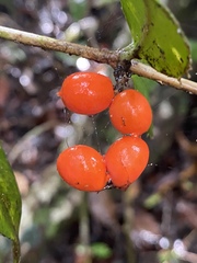 Alyxia orophila