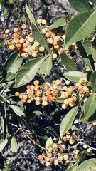 Searsia laevigata laevigata