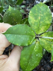 Alyxia orophila