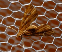 Musotima nitidalis
