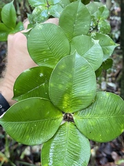 Alyxia orophila