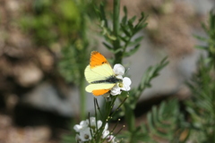 Anthocharis damone eunomia