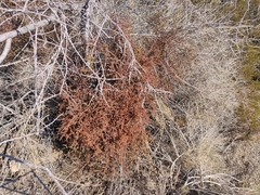 Phoradendron californicum