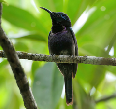 Leptocoma calcostetha