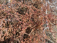 Phoradendron californicum