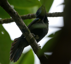 Leptocoma calcostetha