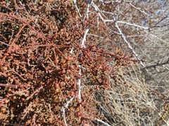 Phoradendron californicum