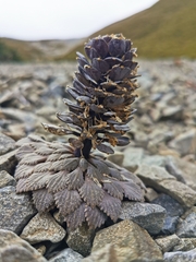 Notothlaspi rosulatum