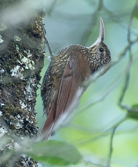 Lepidocolaptes affinis image
