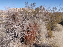 Phoradendron californicum