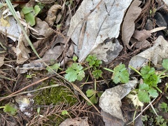 Hyophila involuta