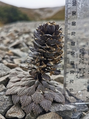 Notothlaspi rosulatum