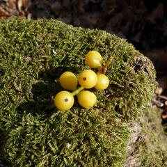 Loranthus europaeus