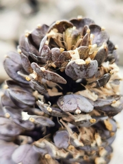 Notothlaspi rosulatum