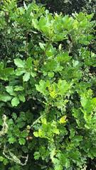 Dysoxylum spectabile