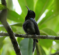 Leptocoma calcostetha