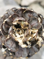 Notothlaspi rosulatum