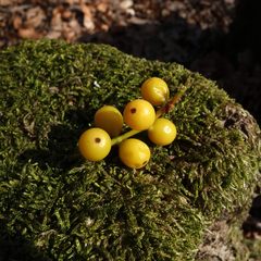 Loranthus europaeus